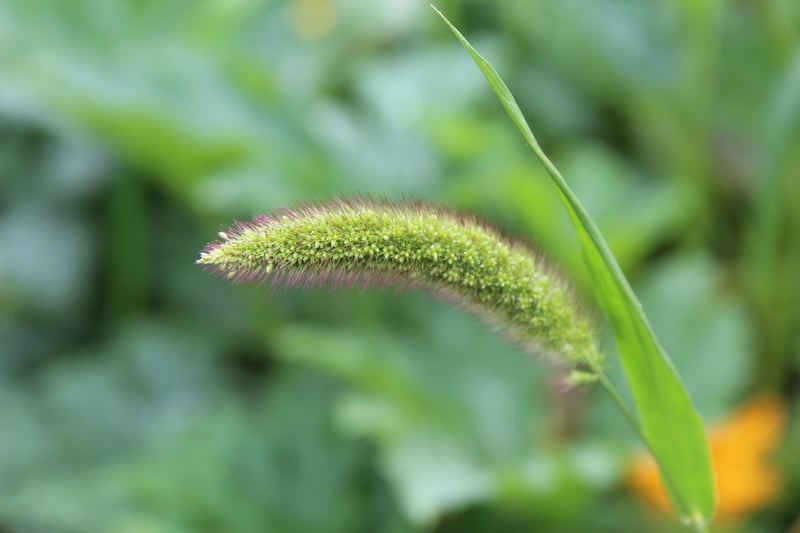 Organic Selection